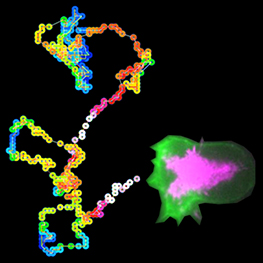 Chemotaxis_2.jpg